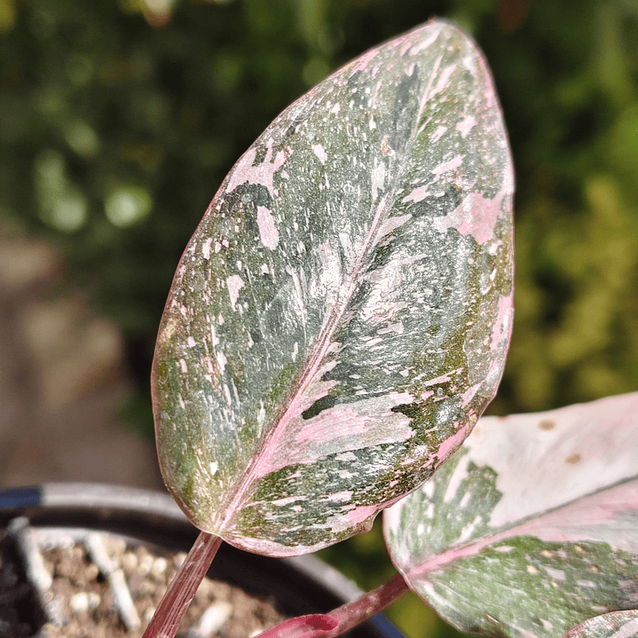 Filodendro Pink Princess Marble 3