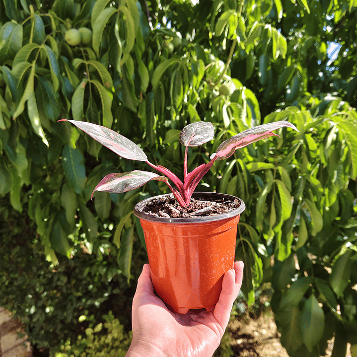 Filodendro Pink Princess Marble 5