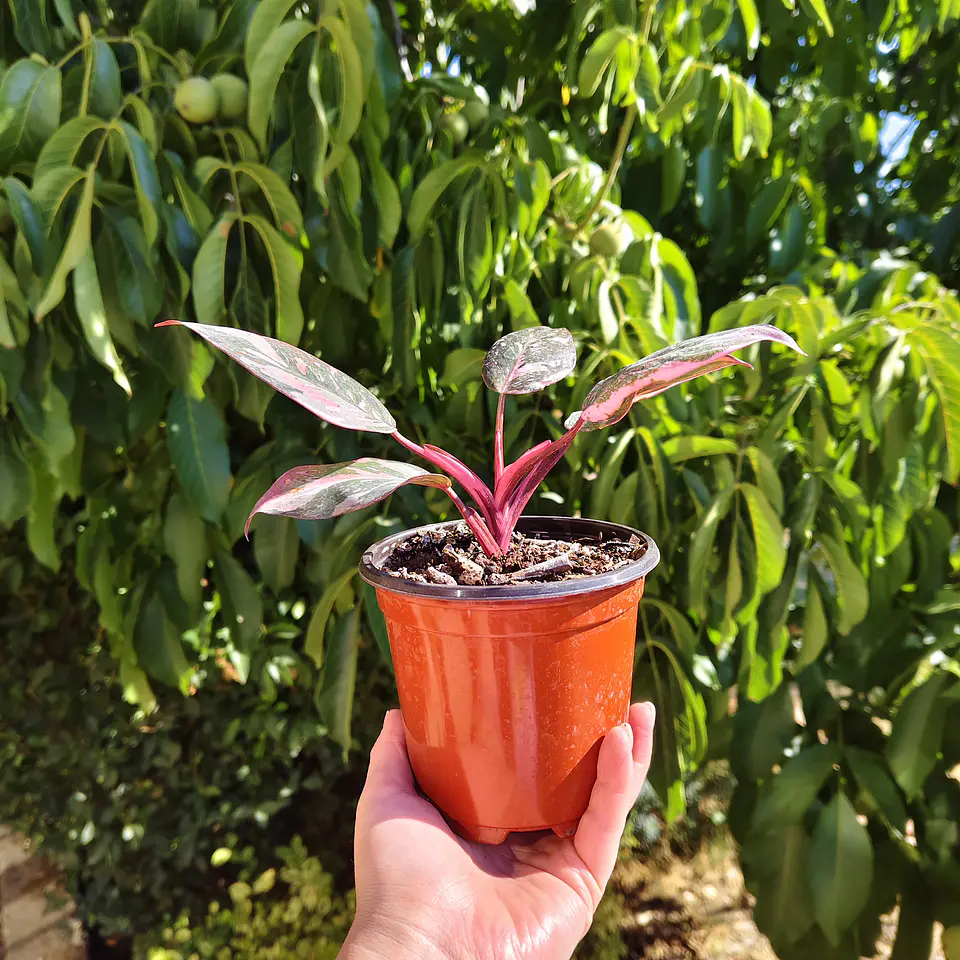 Filodendro Pink Princess Marble 5
