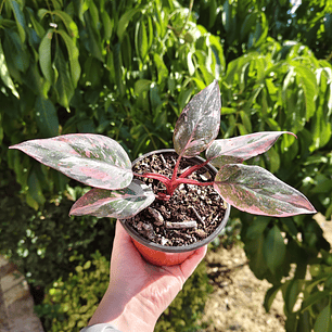 Filodendro Pink Princess Marble