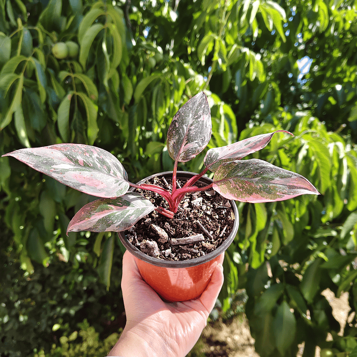 Filodendro Pink Princess Marble 6