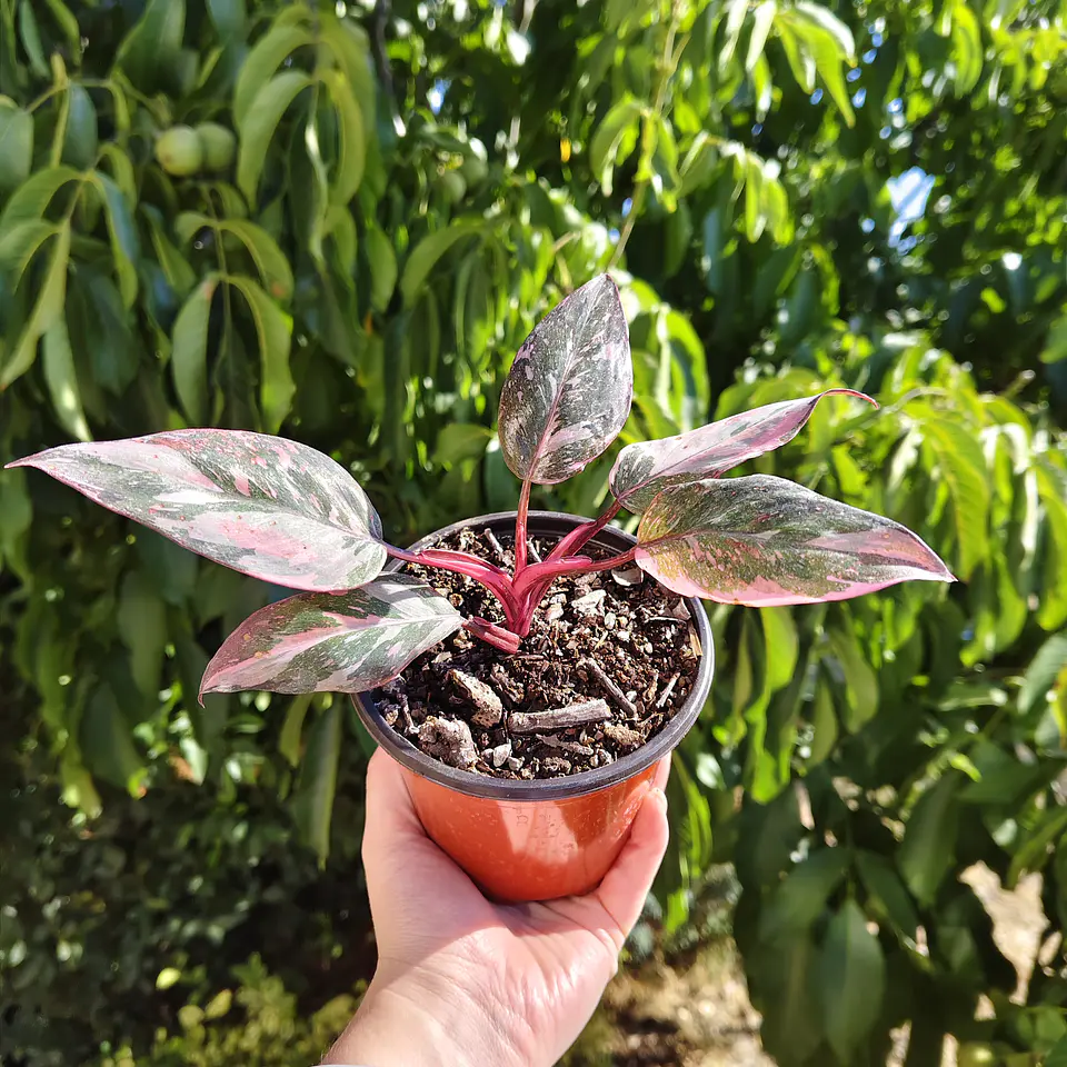 Filodendro Pink Princess Marble 6
