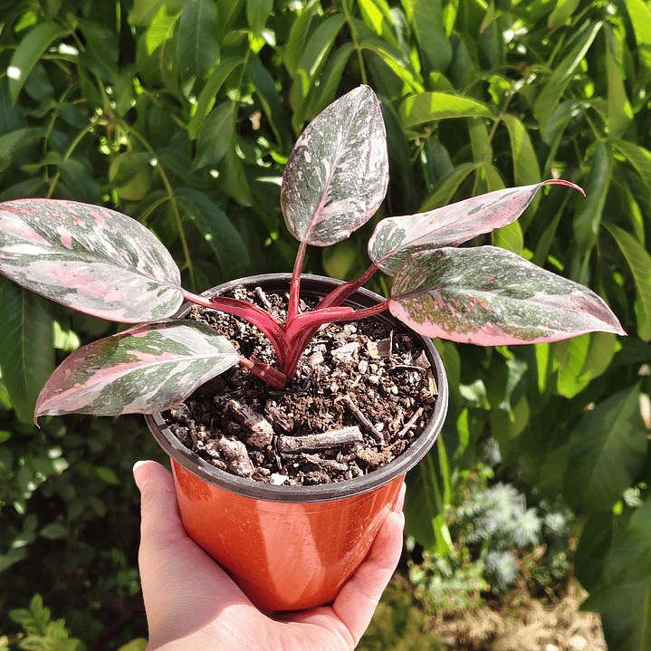 Filodendro Pink Princess Marble 7