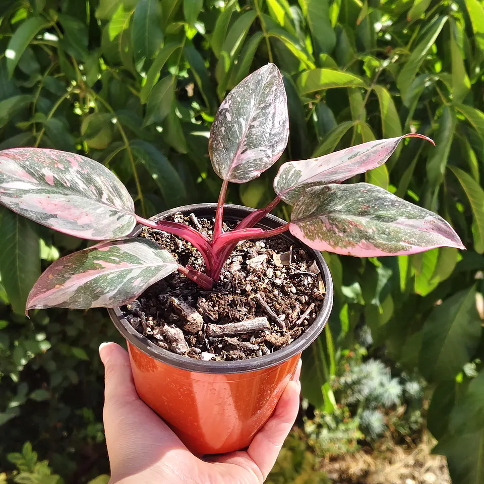 Filodendro Pink Princess Marble 7