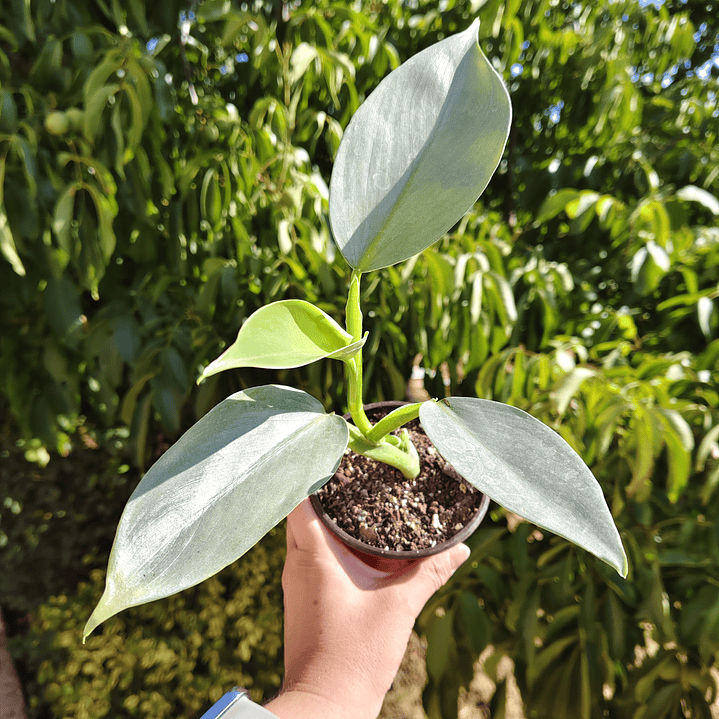 Philodendron Silver  2