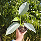 Philodendron Silver  - Miniatura 2
