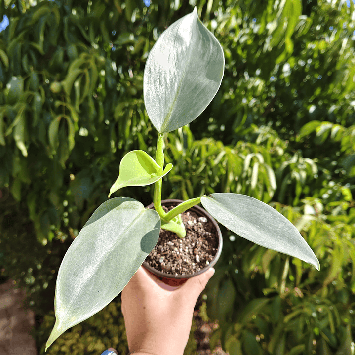 Philodendron Silver  1