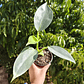 Philodendron Silver  - Miniatura 1