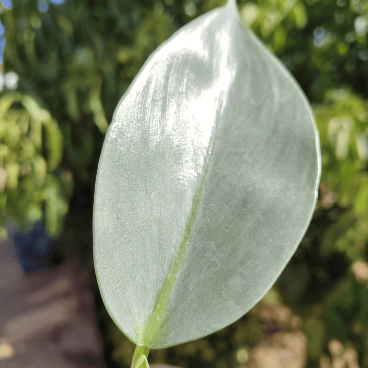 Philodendron Silver  3