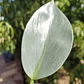 Philodendron Silver  - Miniatura 3