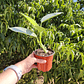 Philodendron Silver  - Miniatura 4