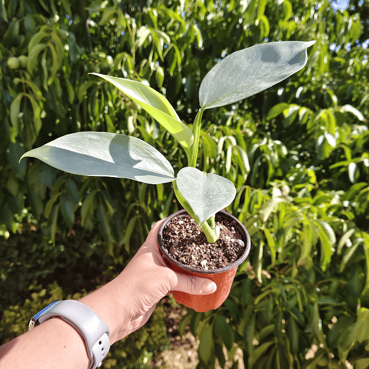 Philodendron Silver  5