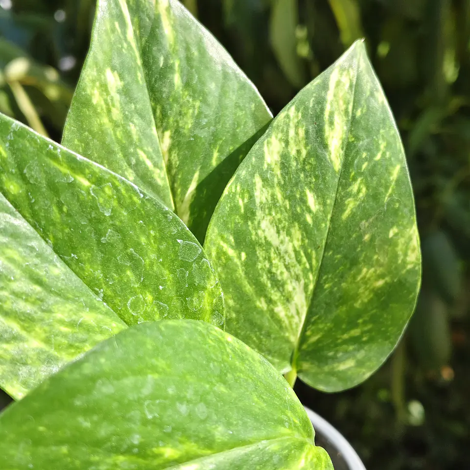Pothus Golden  2