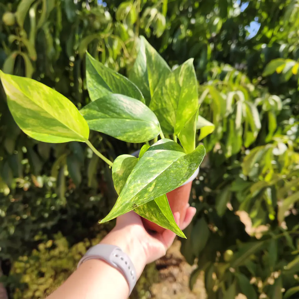 Pothus Golden  4