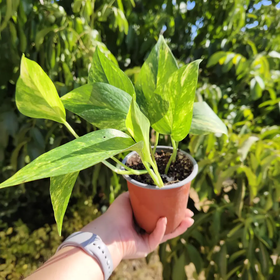 Pothus Golden  3