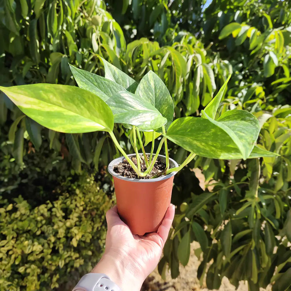 Pothus Golden  5