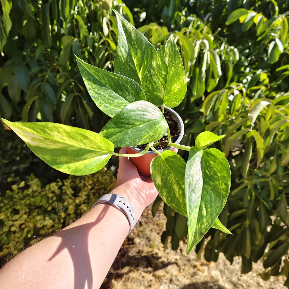 Pothus Golden  1