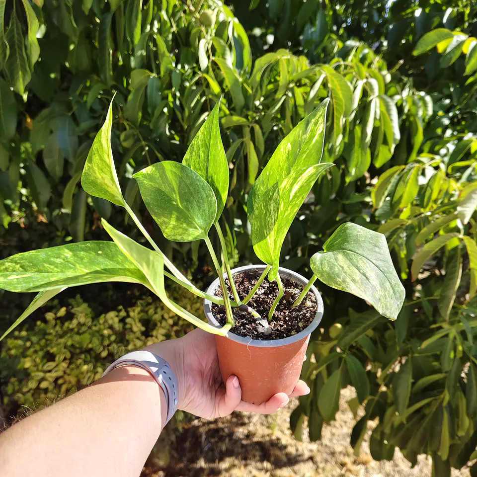 Pothus Golden  7