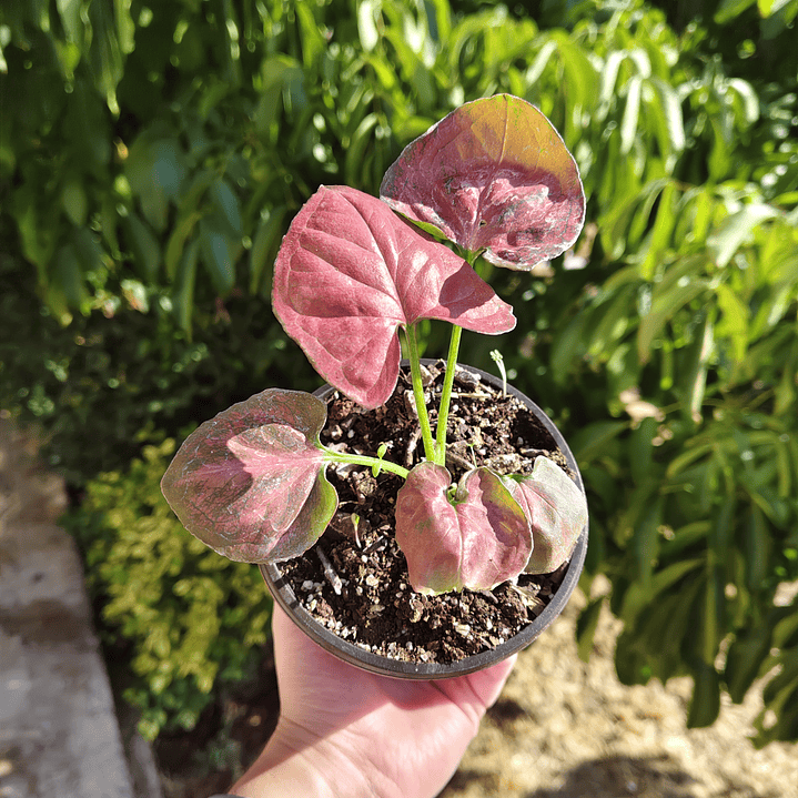 Singonio Pink Lady  3