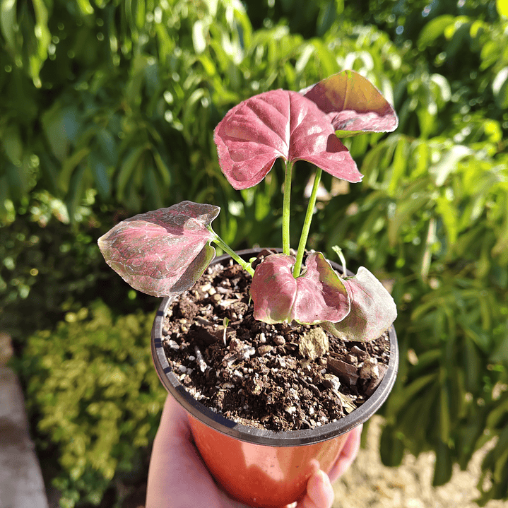 Singonio Pink Lady  4