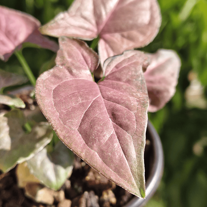 Singonio Pink Perfection 2