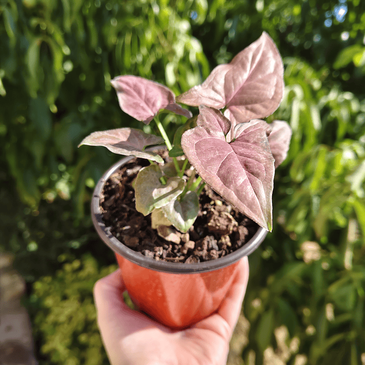 Singonio Pink Perfection 3