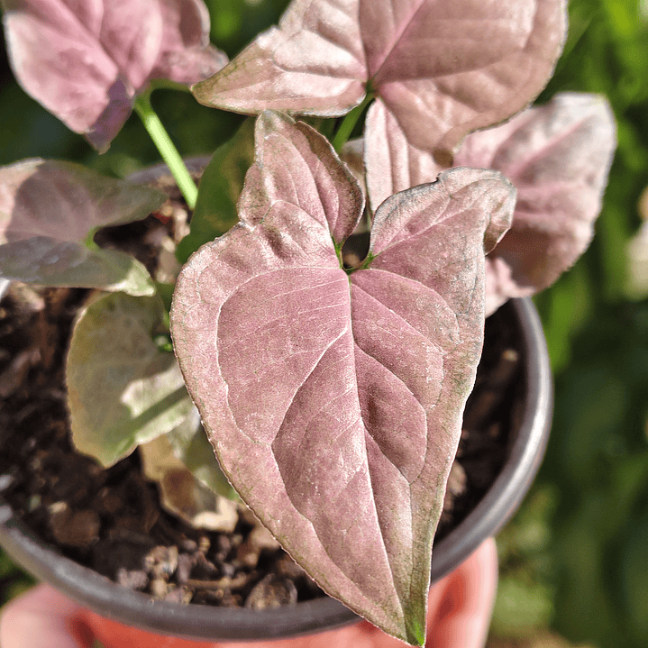 Singonio Pink Perfection 4