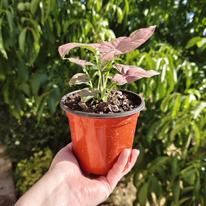 Singonio Pink Perfection 7