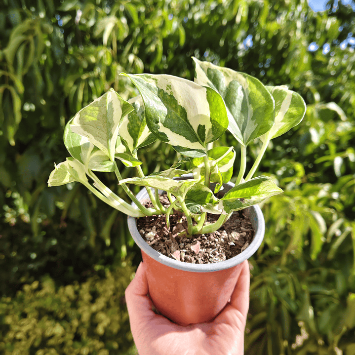 Pothus Pearl and Jade  2