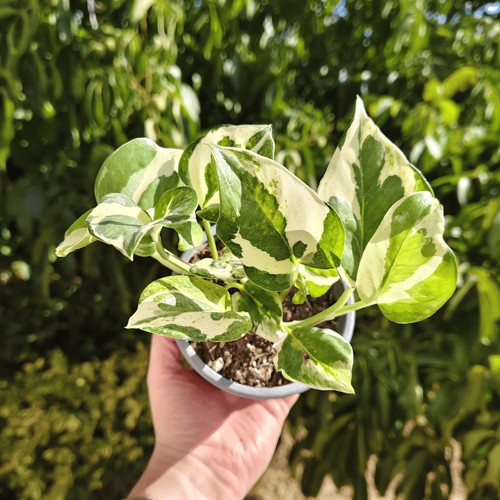 Pothus Pearl and Jade  1