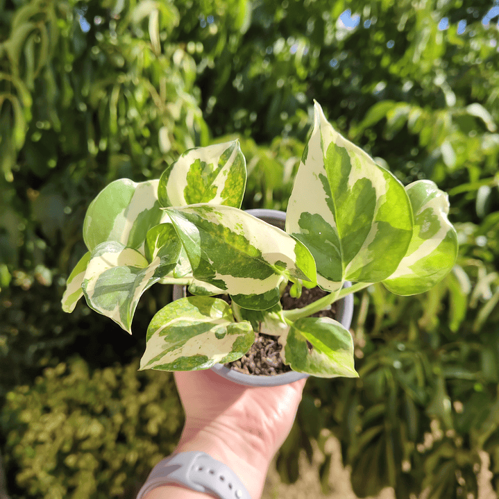 Pothus Pearl and Jade  4