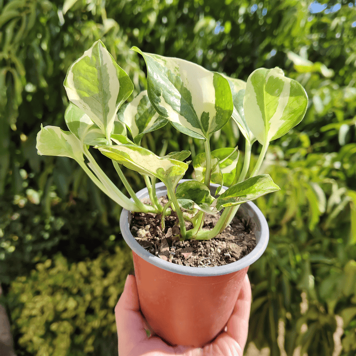 Pothus Pearl and Jade  5