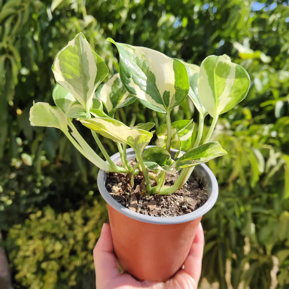 Pothus Pearl and Jade  5