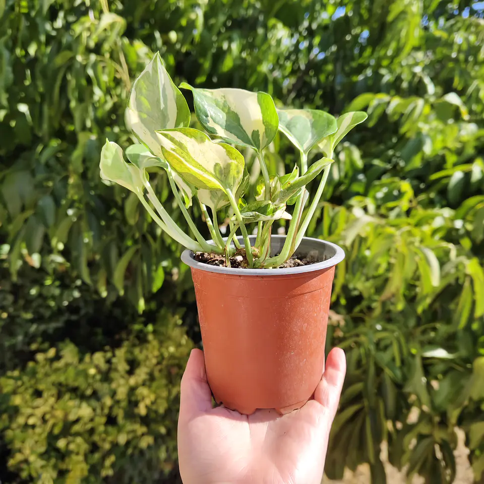 Pothus Pearl and Jade  6