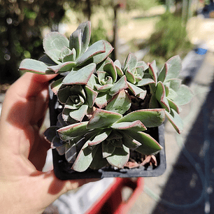 Aeonium Haworthiii