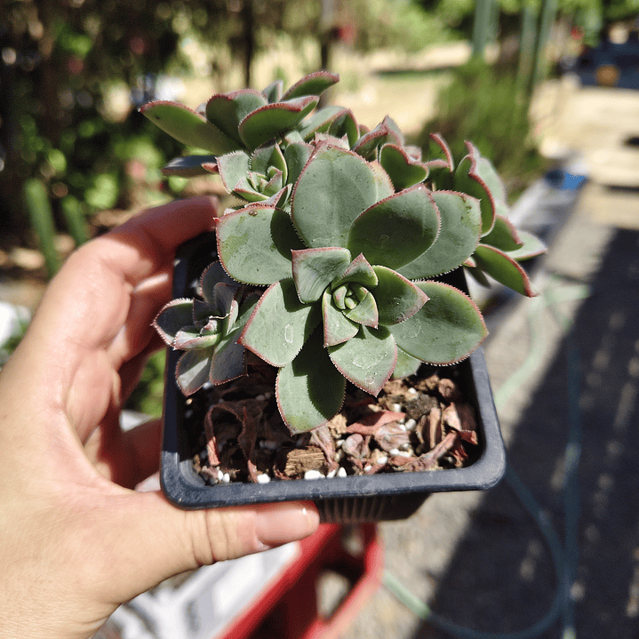 Aeonium Haworthiii 3