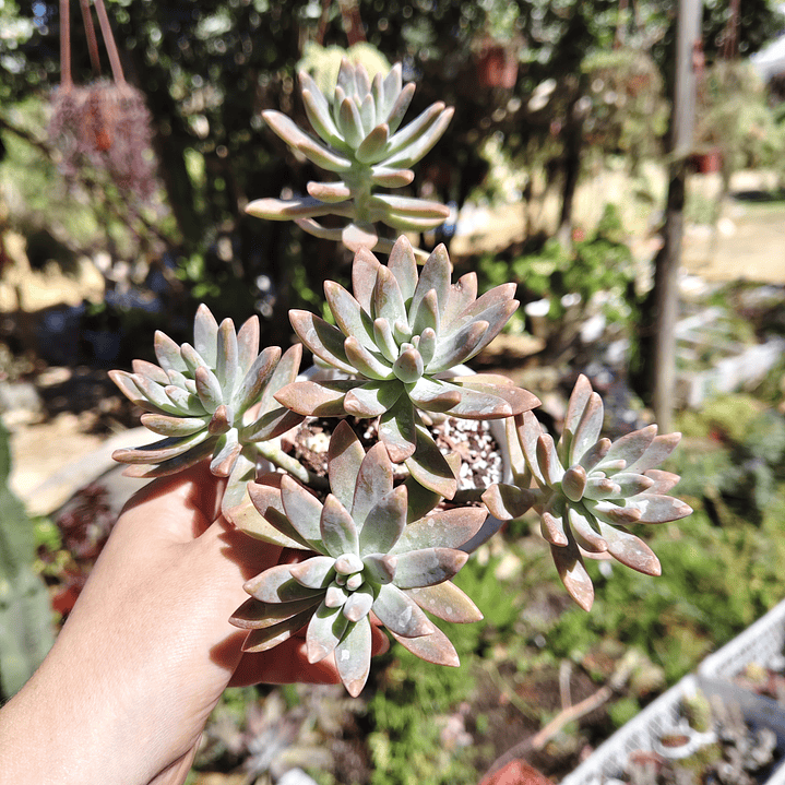 Graptosedum Francesco Baldi 4