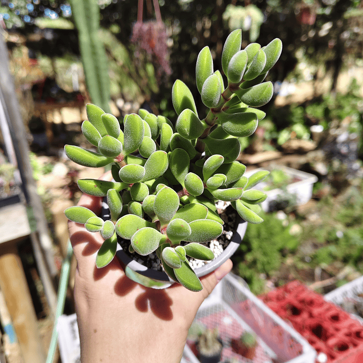 Crassula Rogersii 5