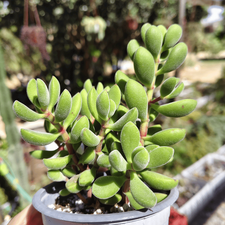 Crassula Rogersii 2