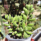Crassula Rogersii - Miniatura 2