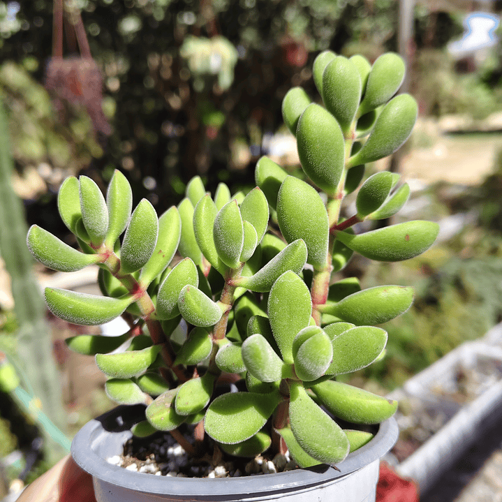 Crassula Rogersii 3