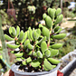 Crassula Rogersii - Miniatura 3