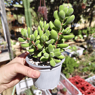 Crassula Rogersii