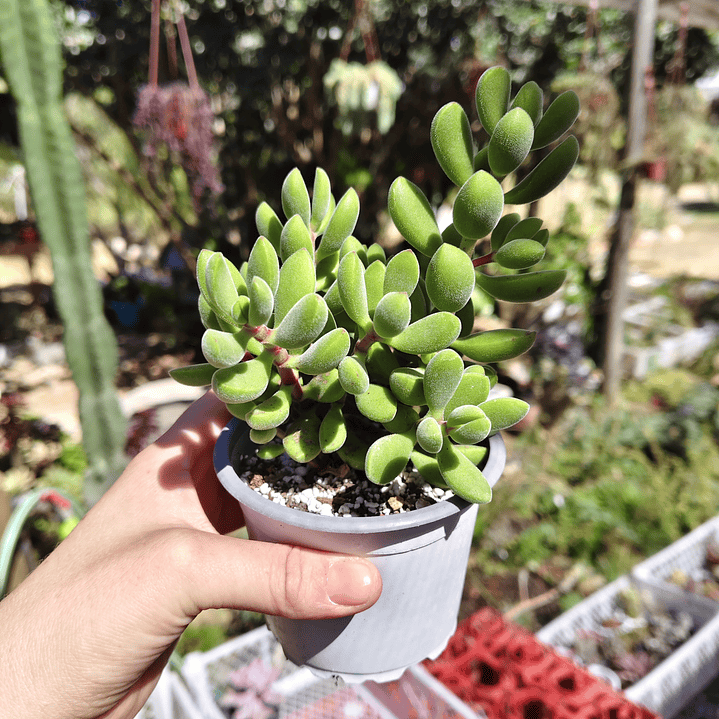 Crassula Rogersii 4
