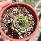 Sempervivum calcareum (Uña de señorita) - Miniatura 7