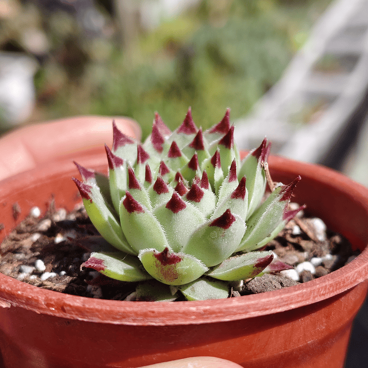 Sempervivum calcareum (Uña de señorita) 5