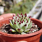 Sempervivum calcareum (Uña de señorita) - Miniatura 5