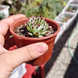 Sempervivum calcareum (Uña de señorita)