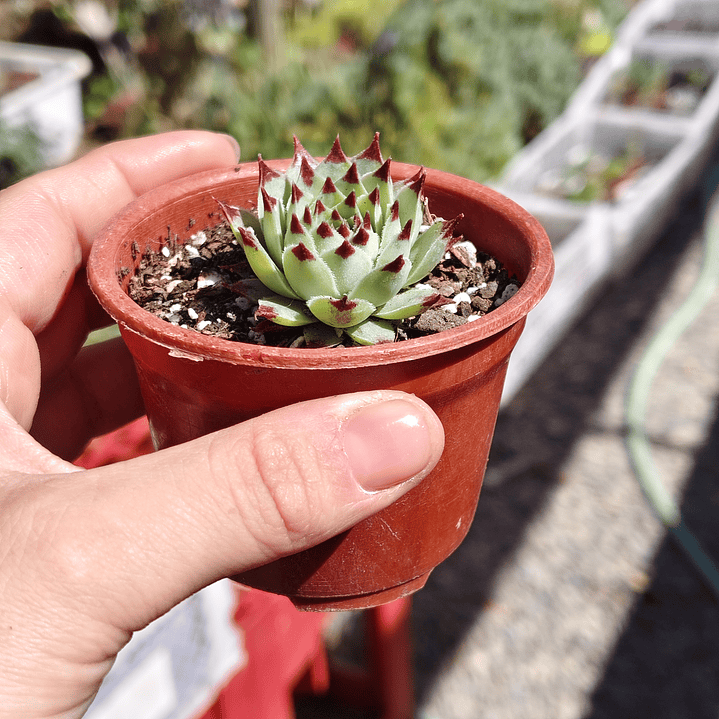 Sempervivum calcareum (Uña de señorita) 4