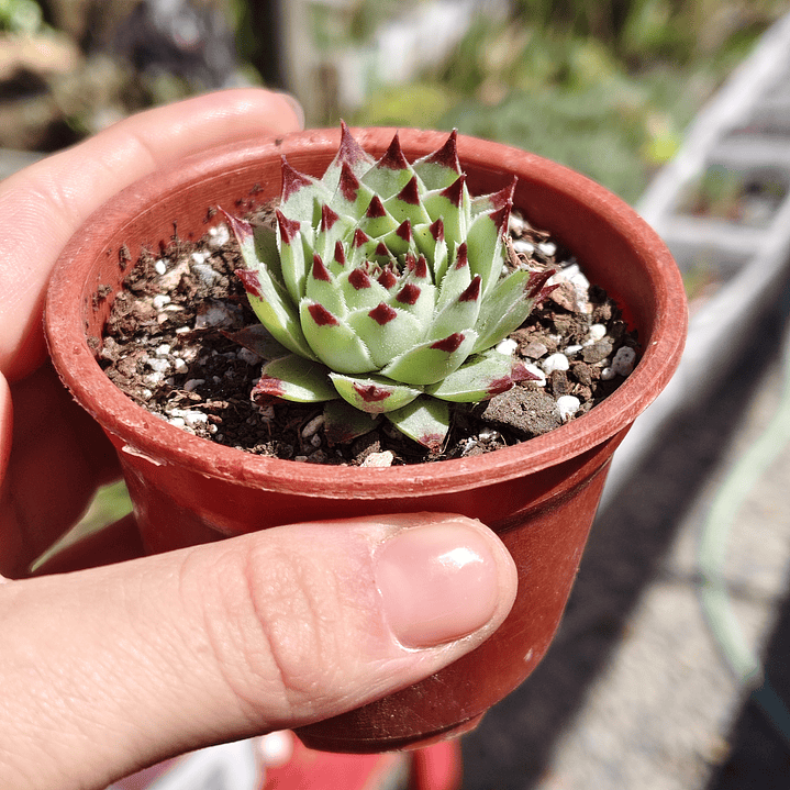 Sempervivum calcareum (Uña de señorita) 6